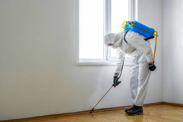 Wasp Removal Services in Columbia, CA