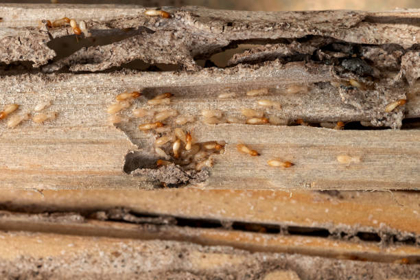 Best Wasp Removal Services  in Columbia, CA